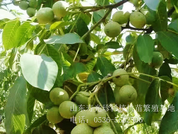 核 豐